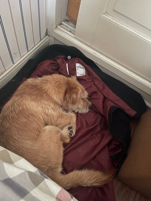 Shangyuan, pet sitter in Zaandam, photo 3