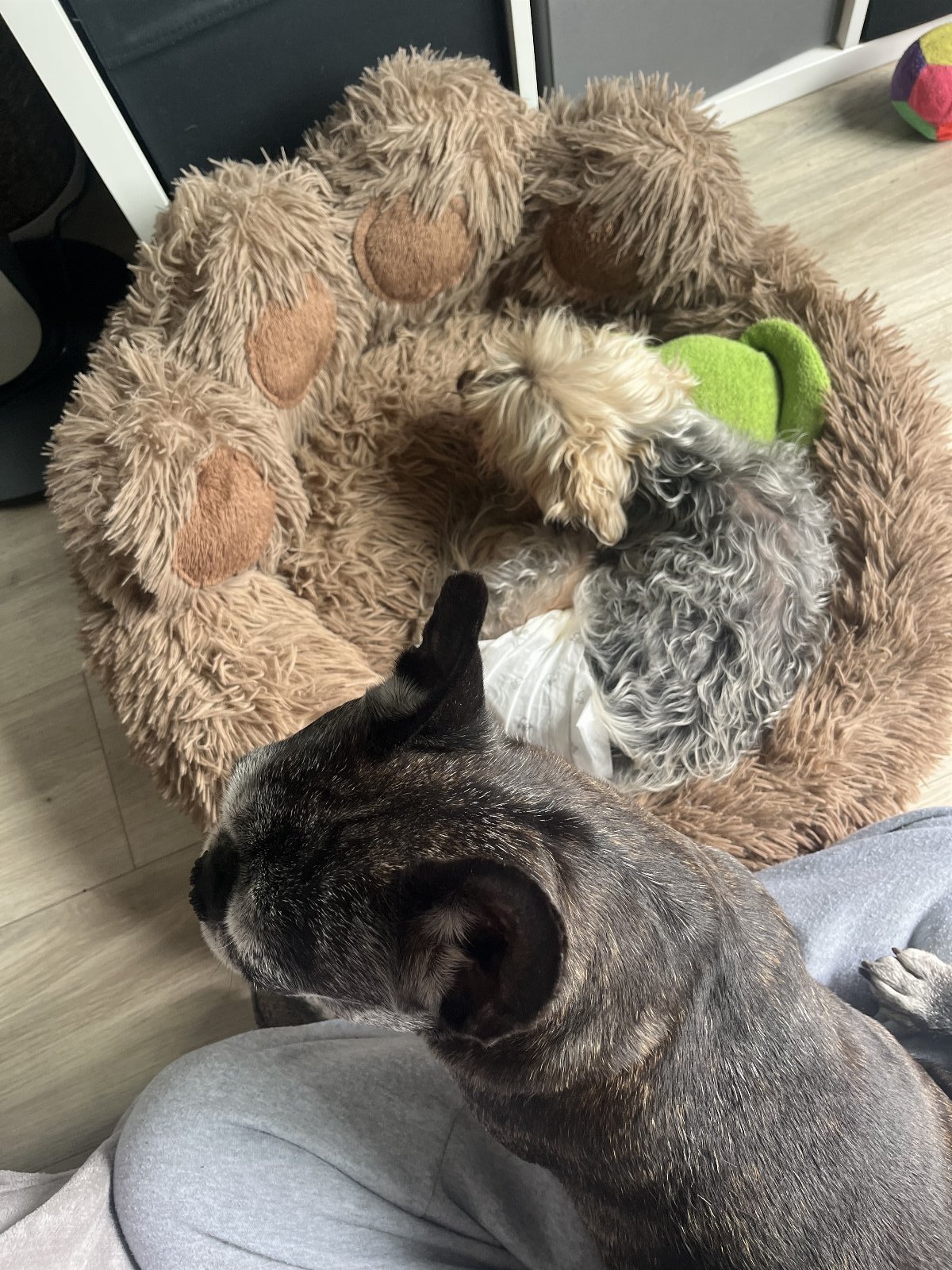 Renee, pet sitter in Amsterdam, photo 3