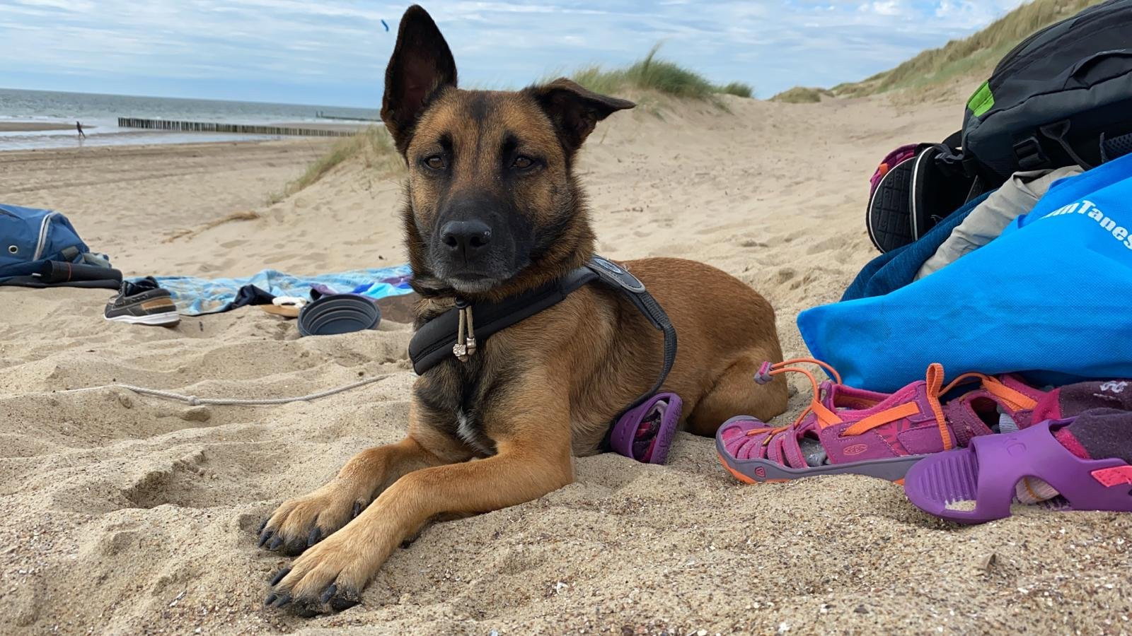 Filine, pet sitter in Voorburg, photo 4