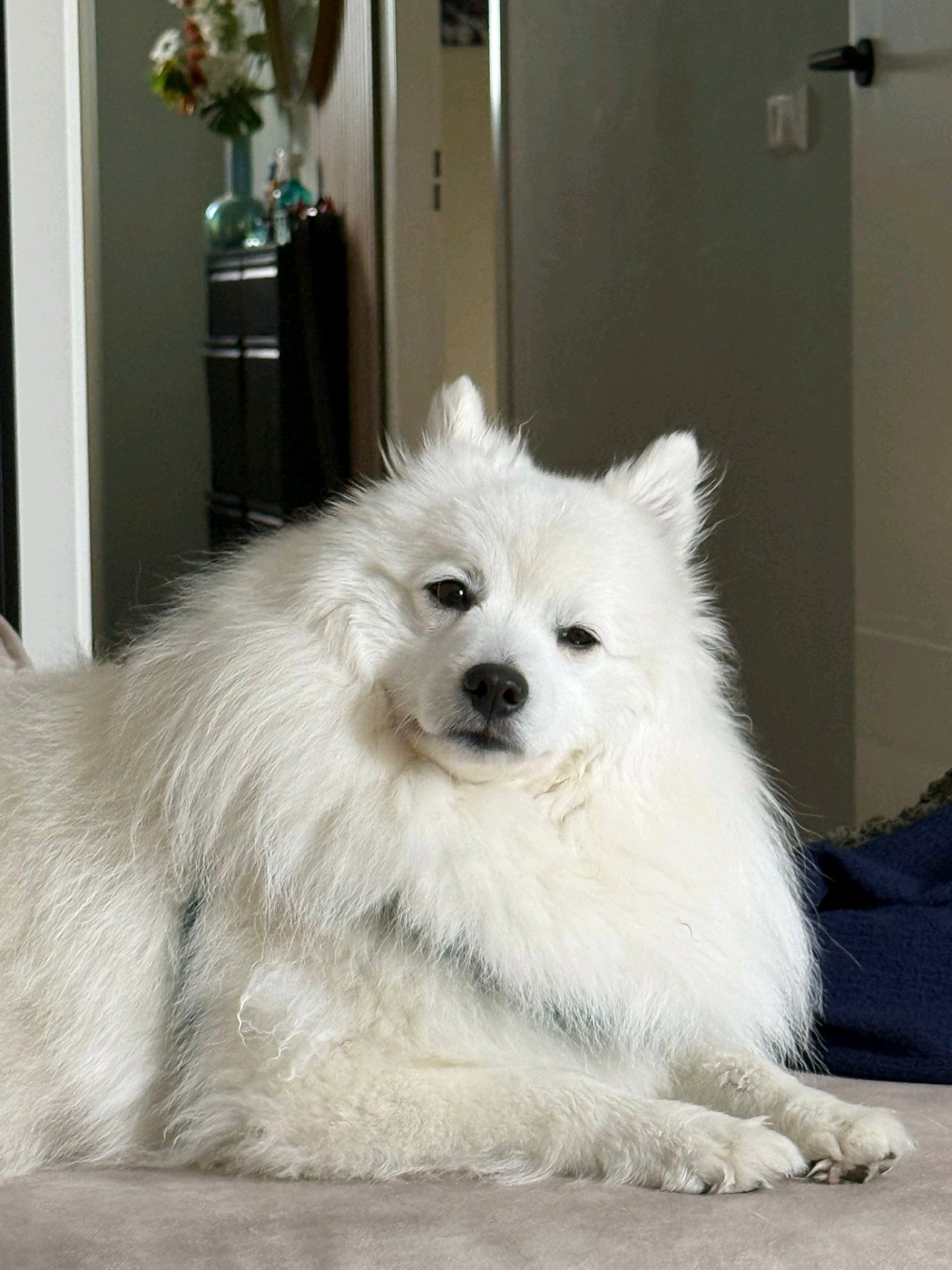 Colinda, pet sitter in Waddinxveen, photo 2