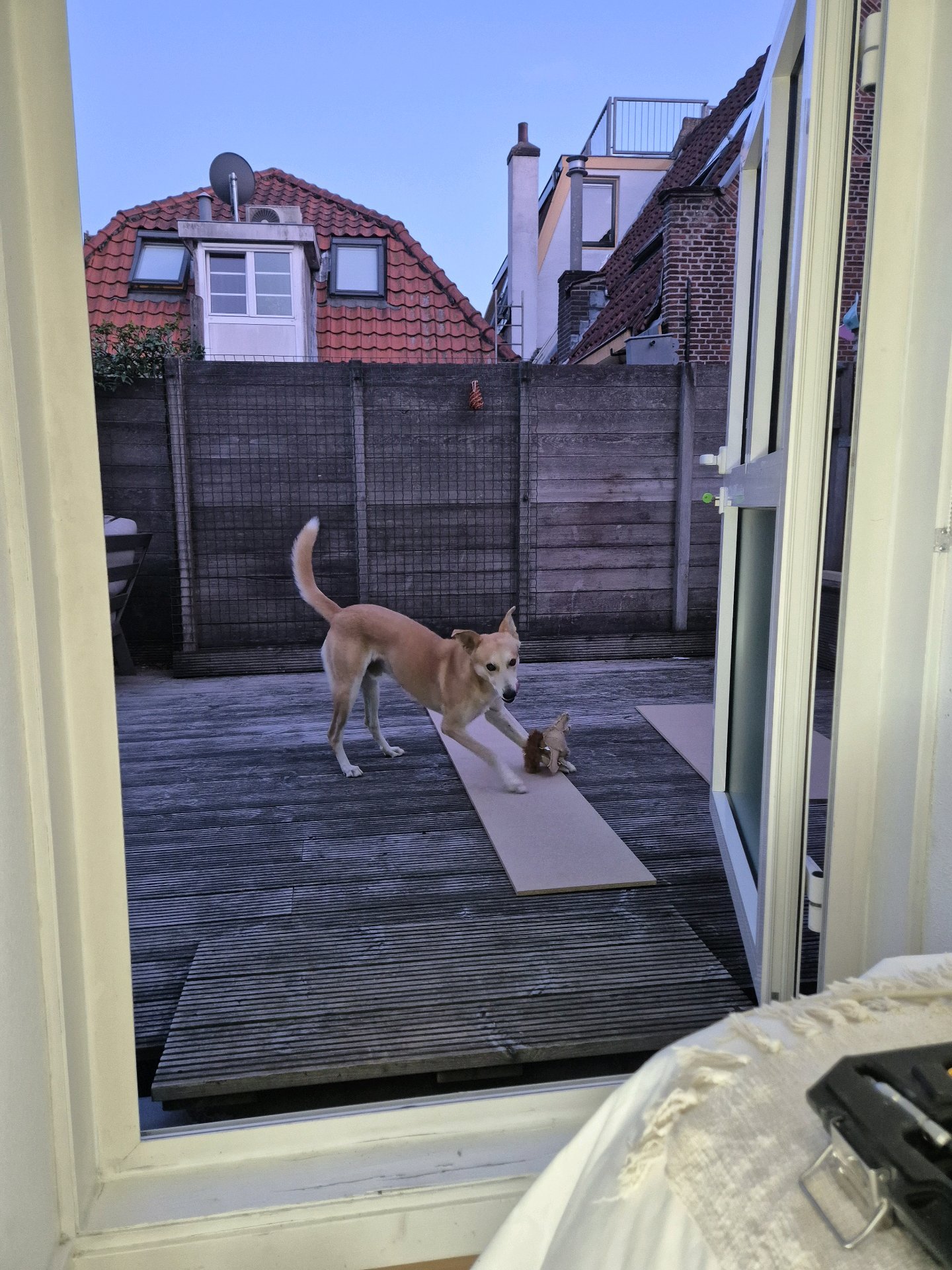 Nanouk, pet sitter in Weesp, photo 2