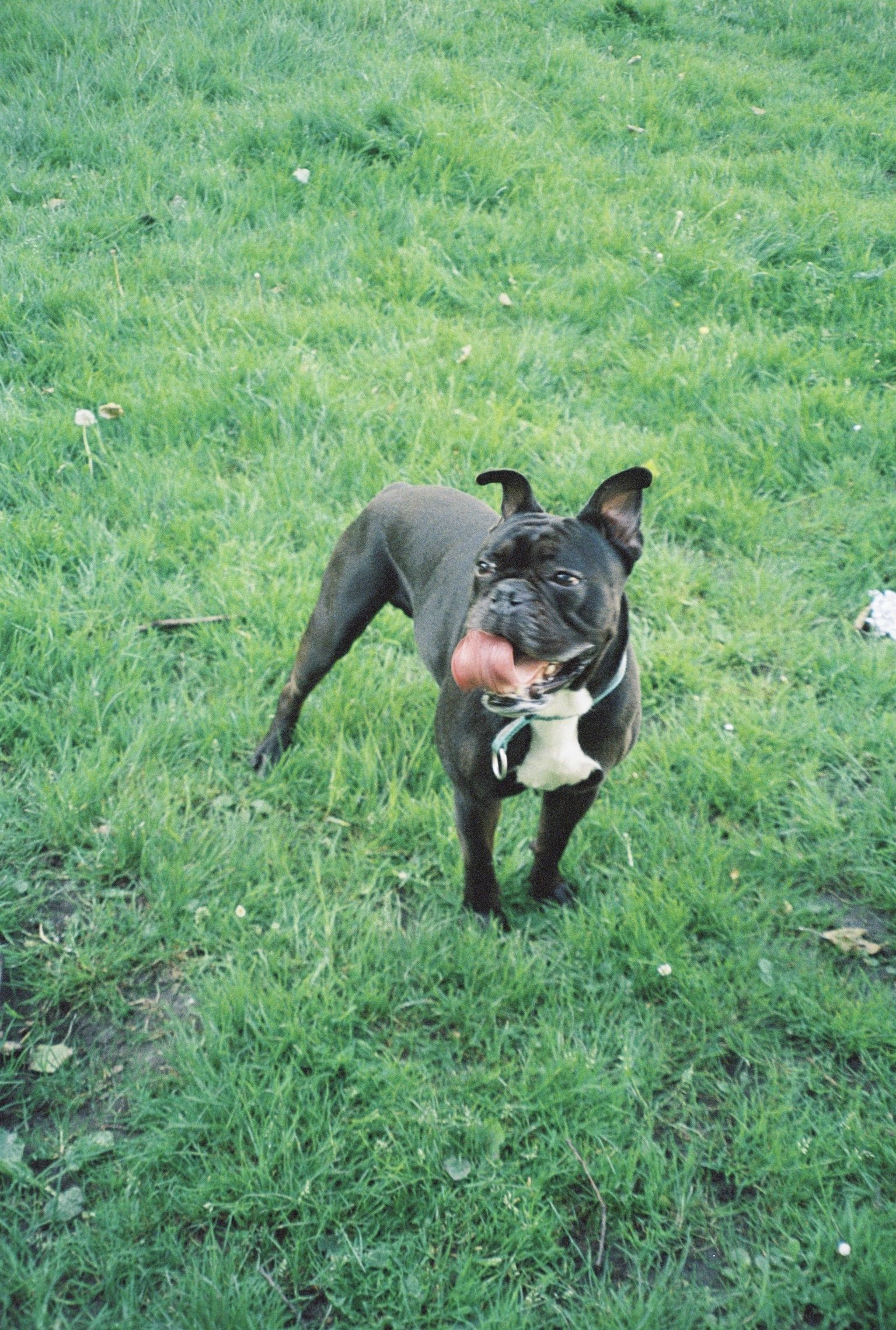 Anna.Franciszka, pet sitter in Voorburg, photo 4