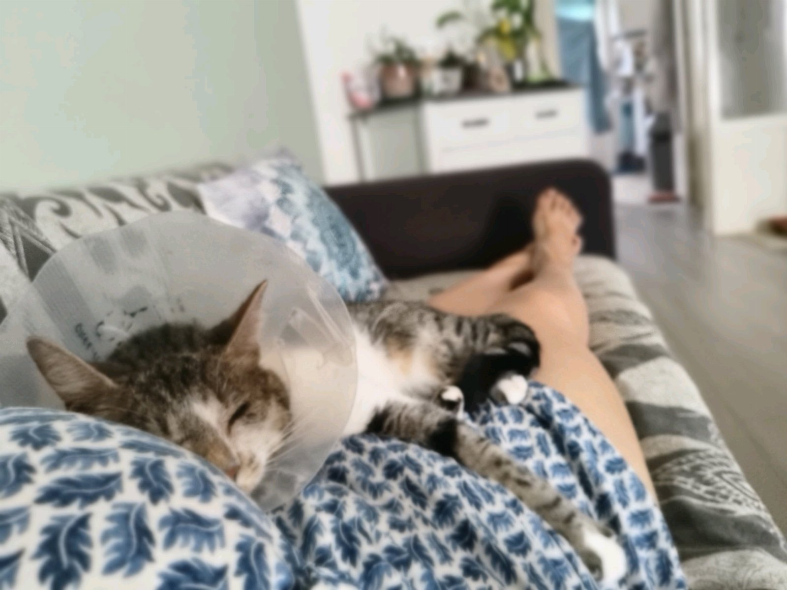 Sandra, pet sitter in Amsterdam, photo 3