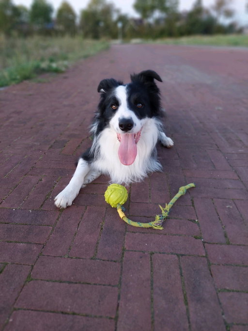 Roberto, pet sitter in Middelburg, photo 5