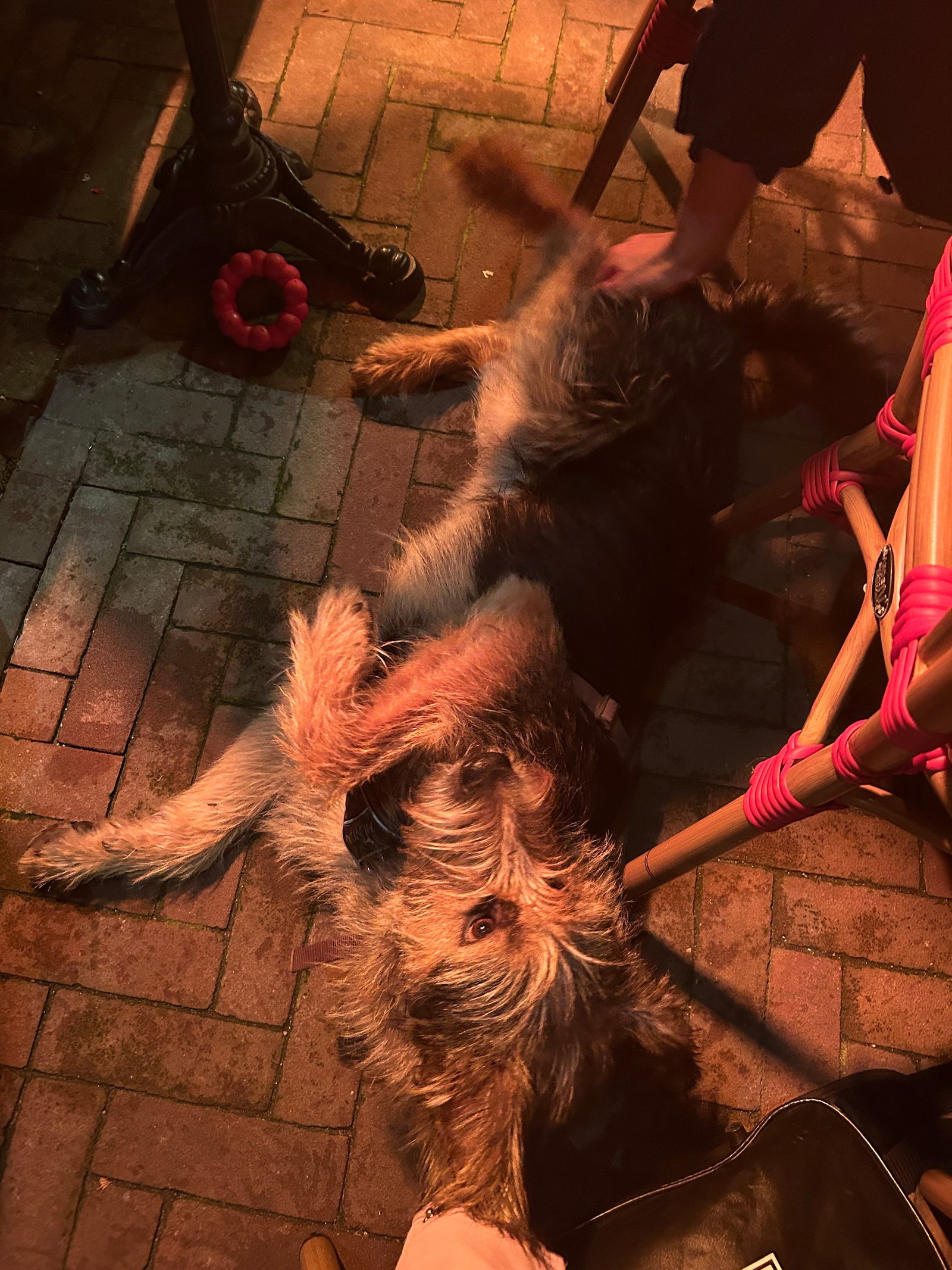 Eleonora, pet sitter in 's-Gravenhage, photo 4