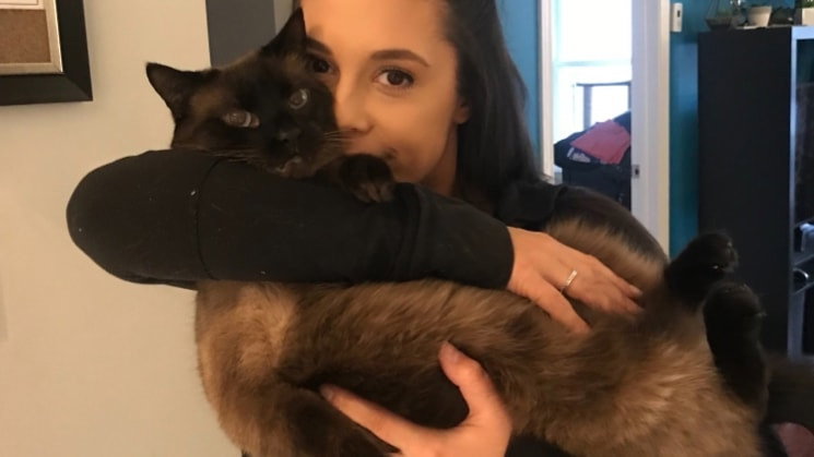 sydney, pet sitter in Zwijndrecht, photo 1
