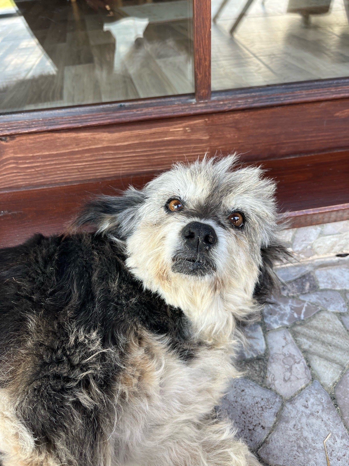 Nise, pet sitter in Amsterdam, photo 3