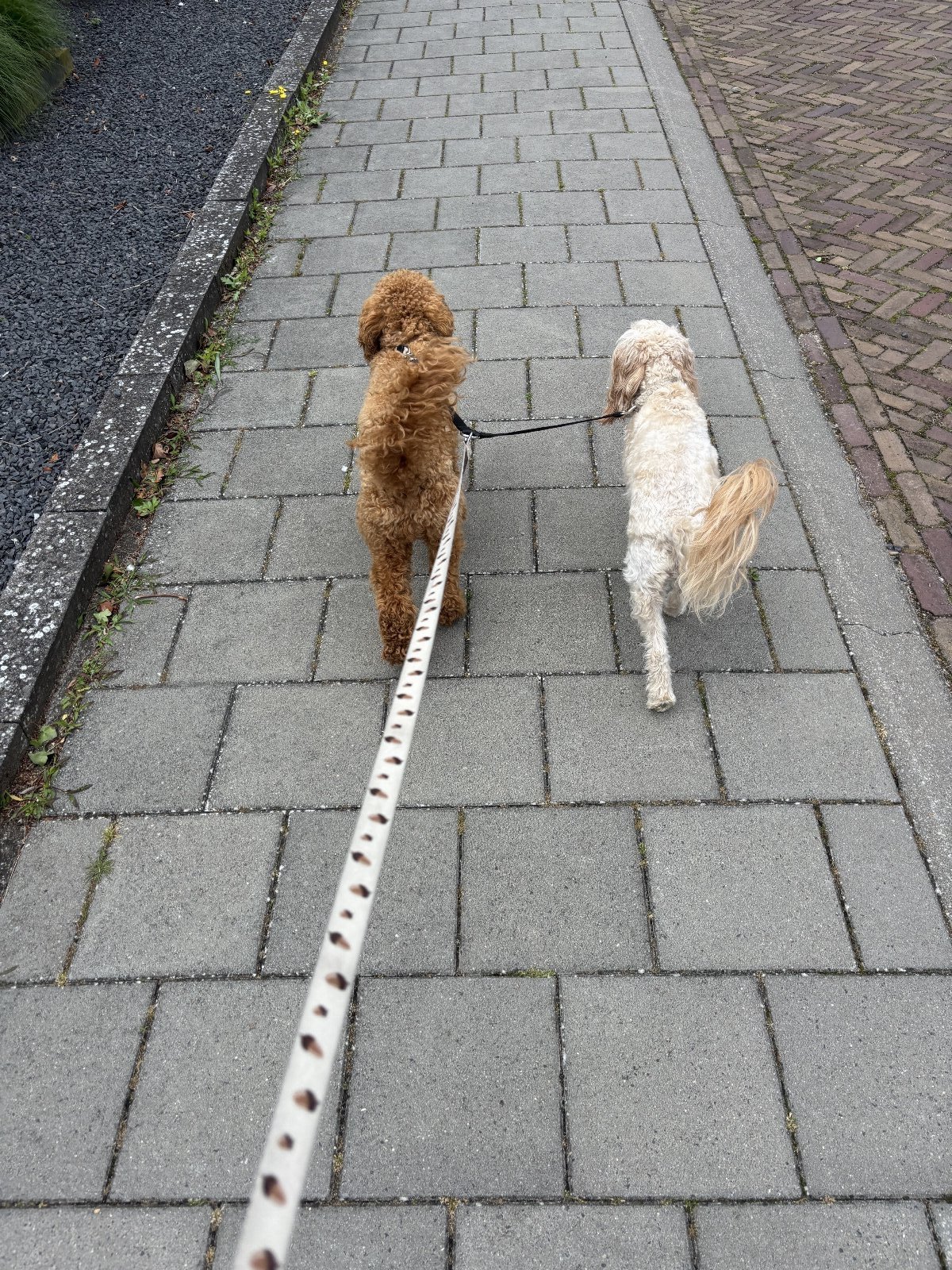 Kelly, pet sitter in Wijchen, photo 2