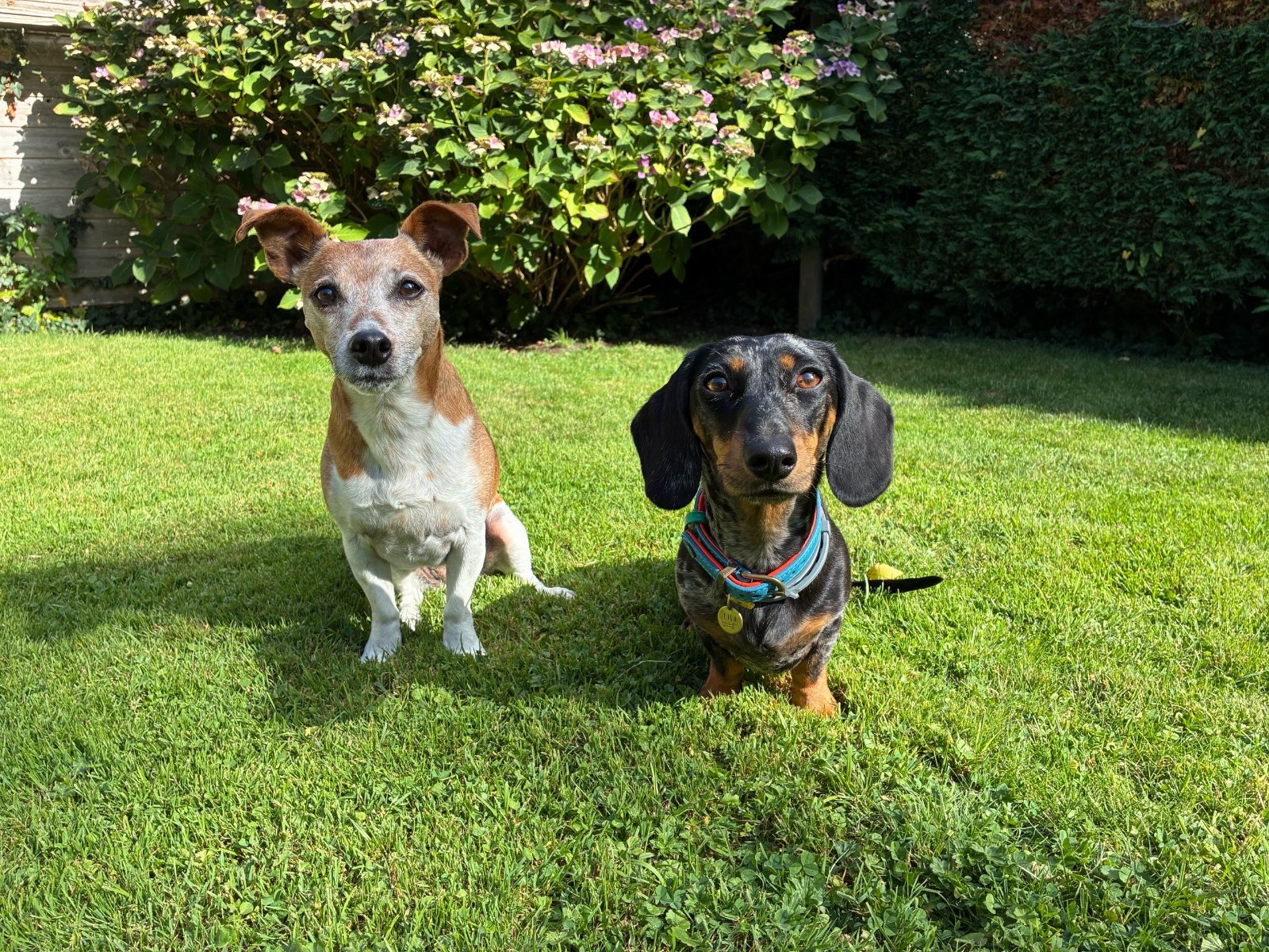 Raquel, pet sitter in Eindhoven, photo 3
