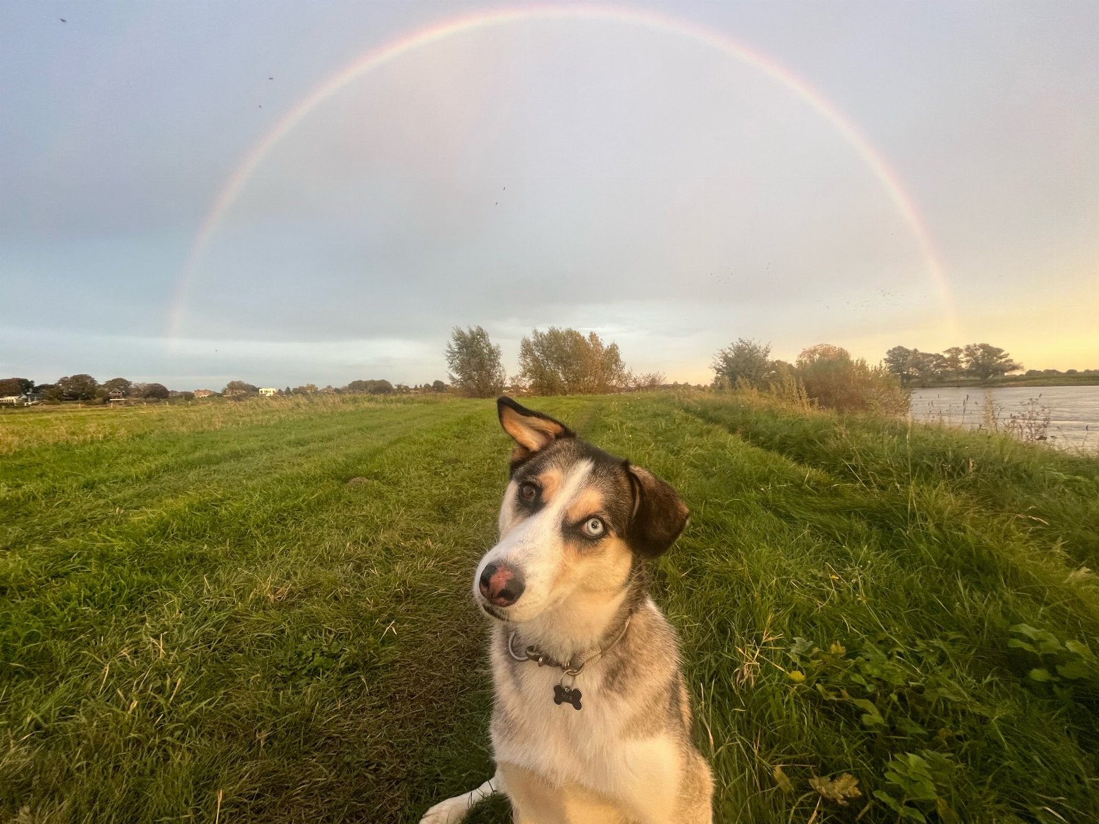 Jesse, pet sitter in Breda, photo 4