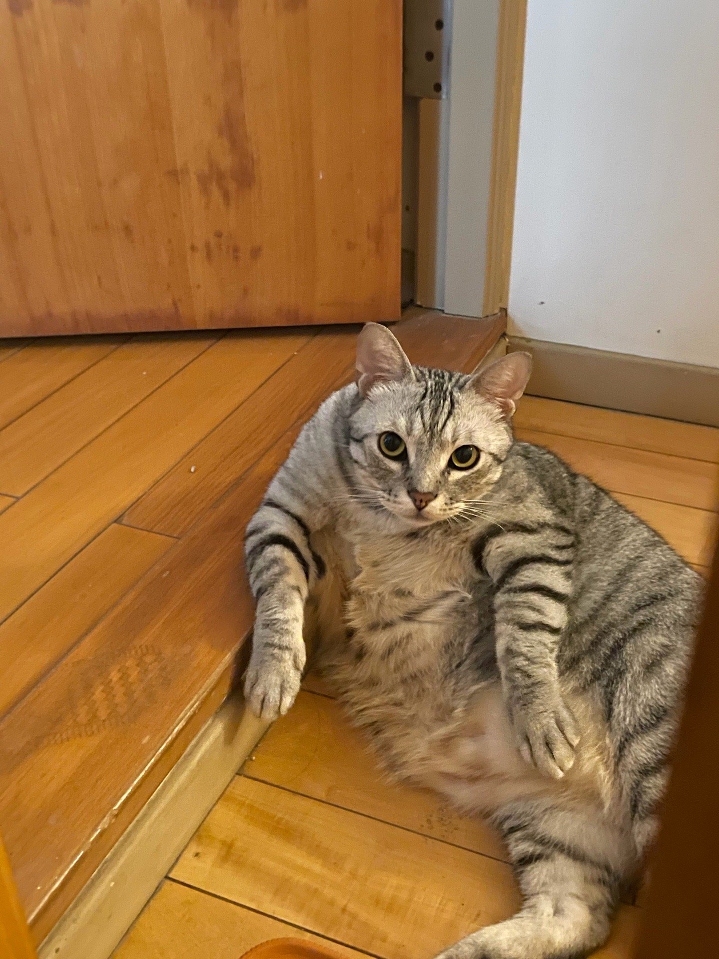 pei hsuan, pet sitter in Zwanenburg, photo 5