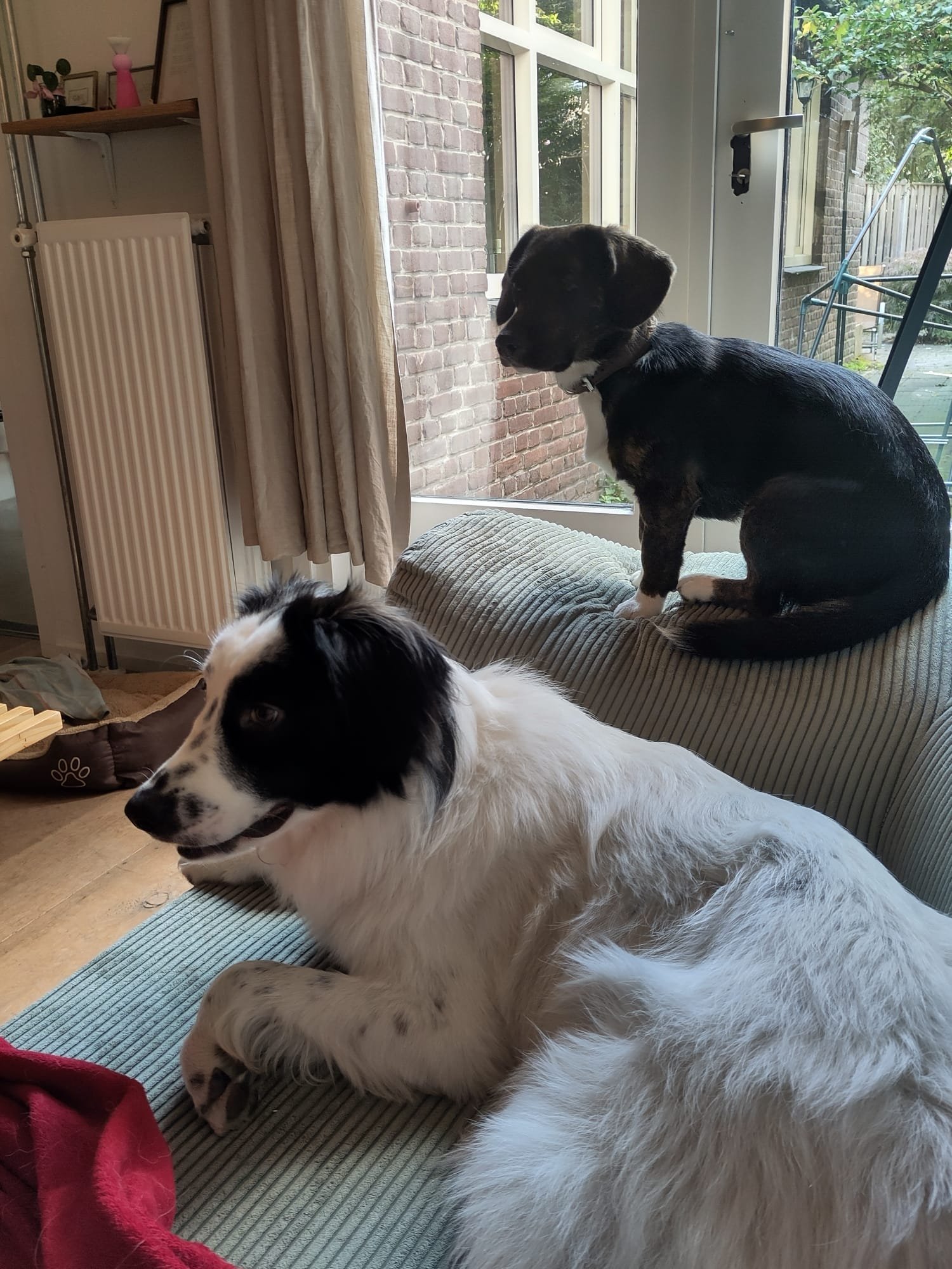 Claire, pet sitter in Tilburg, photo 1