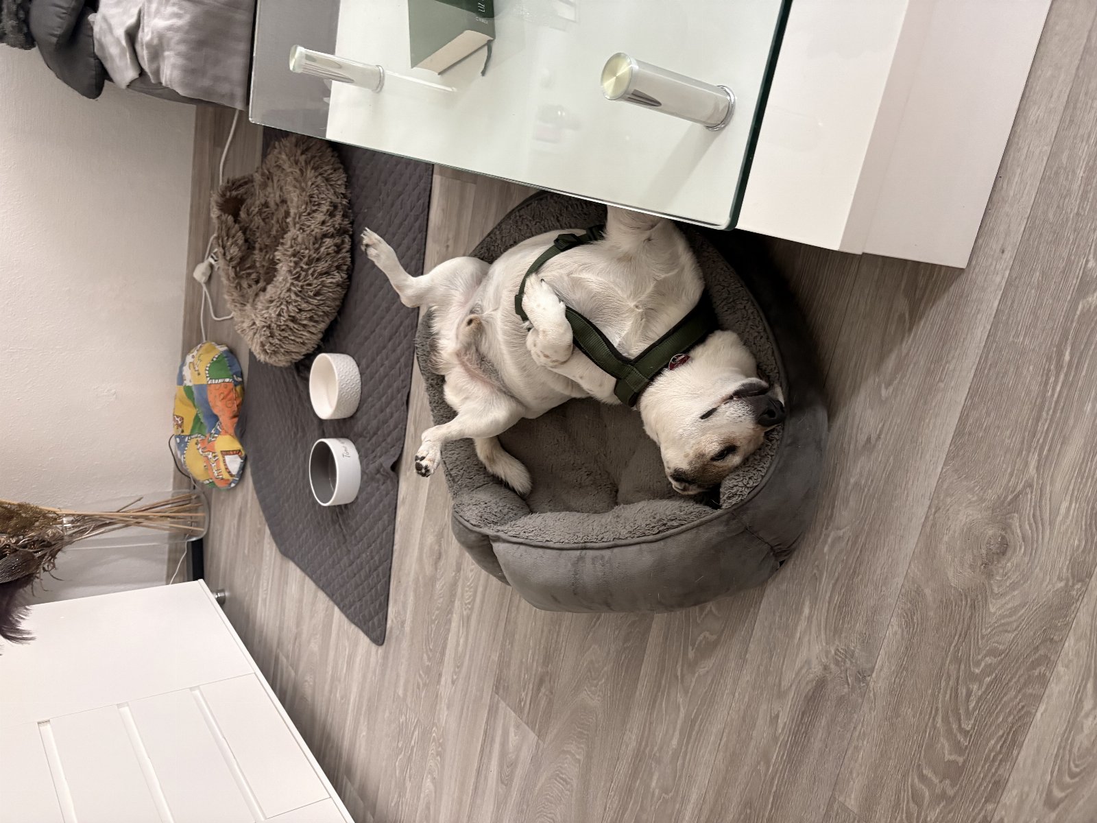 Monika, Tiersitter in Neuss, Foto 2