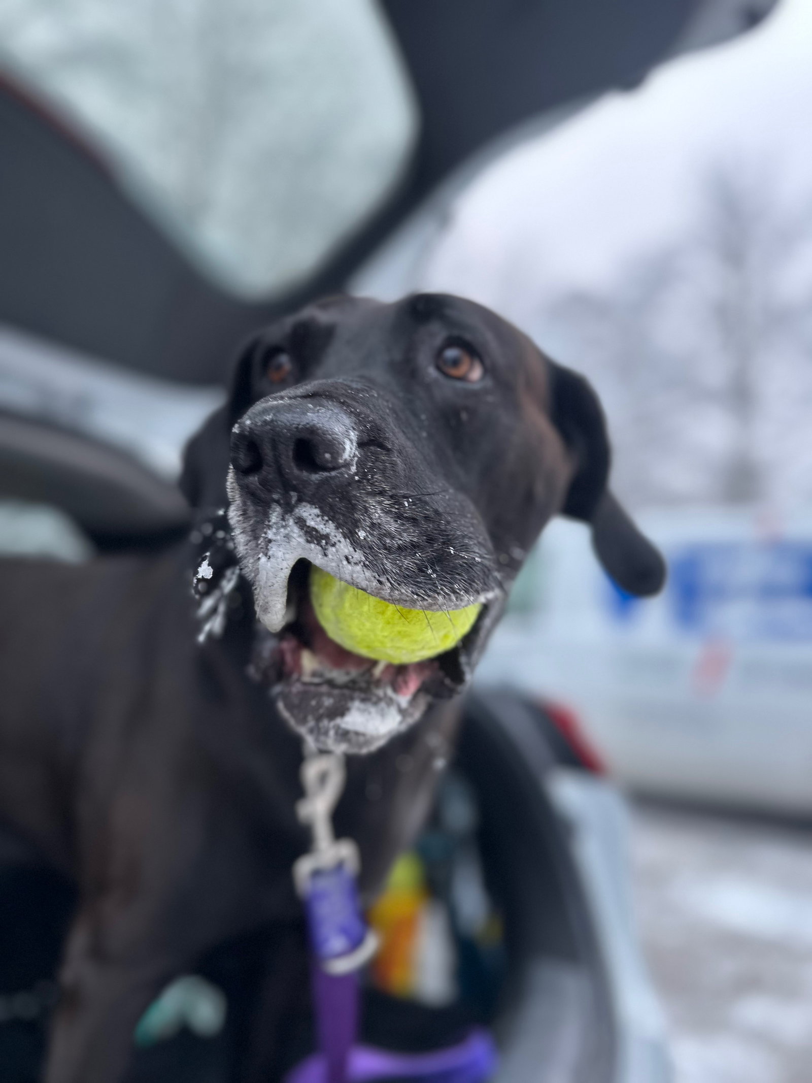 Dajana, pet sitter in Taufkirchen, photo 2