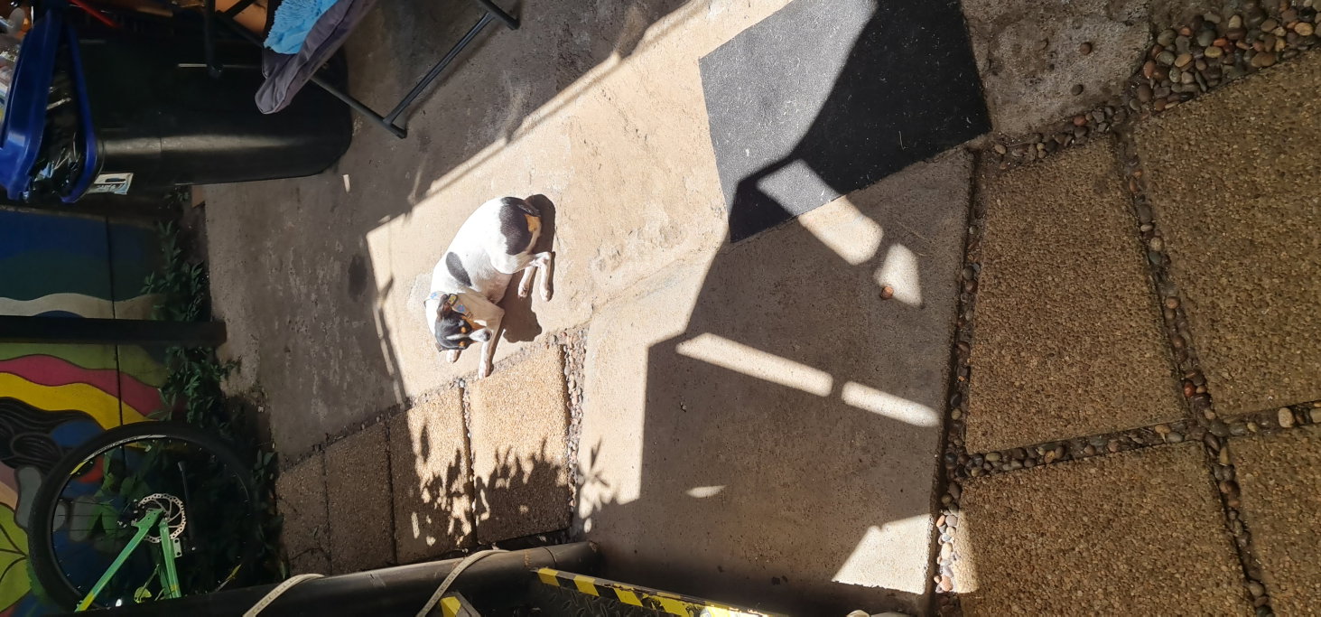 Bianca, Tiersitter in Schwäbisch Gmünd, Foto 5