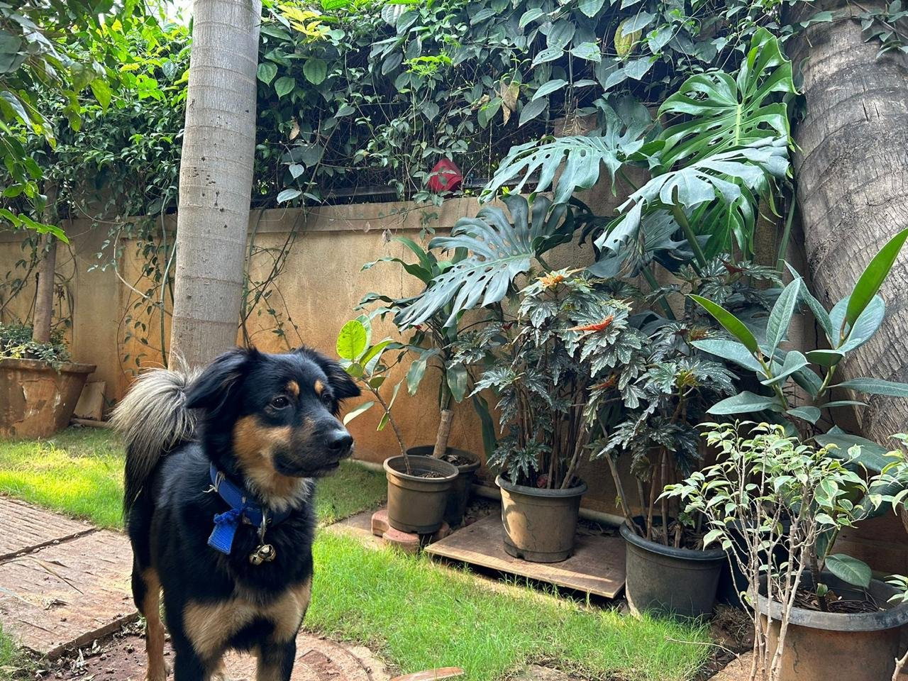 Venkatesh, pet sitter in Velp, photo 5