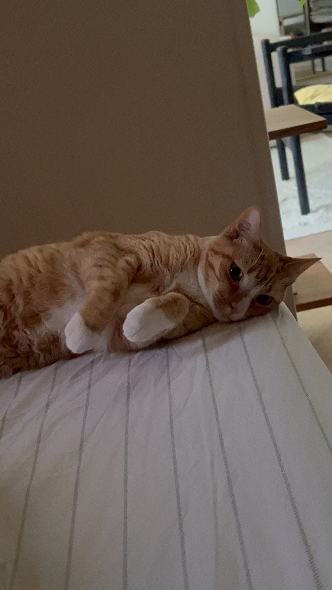 Linda, pet sitter in Rotterdam, photo 1