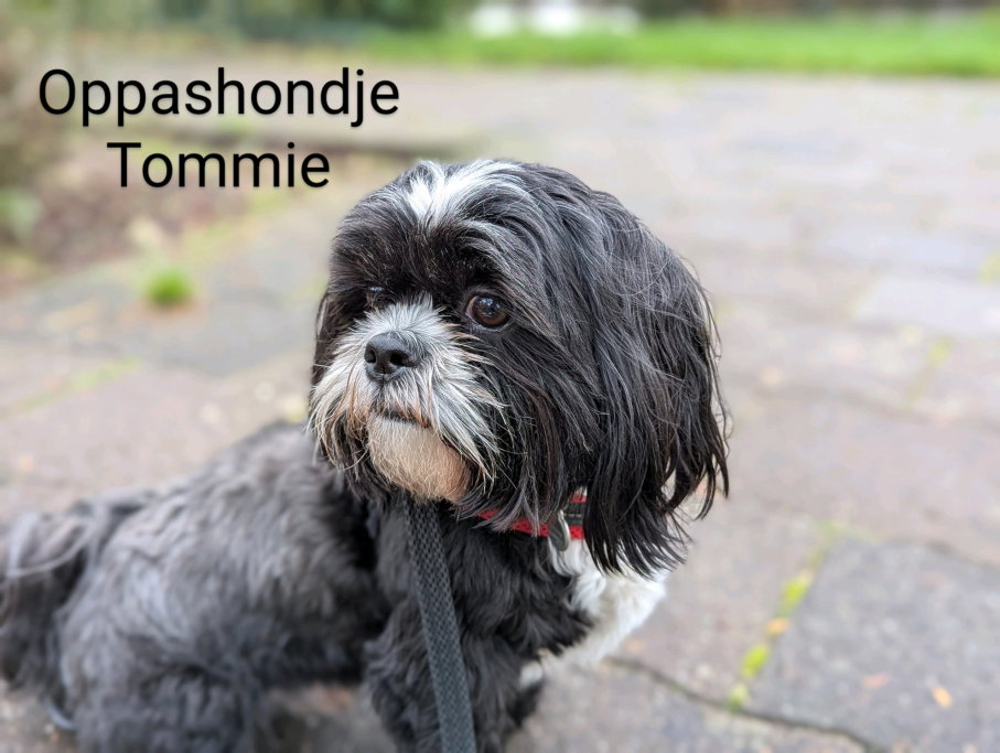 Remco, pet sitter in Krimpen aan den IJssel, photo 4