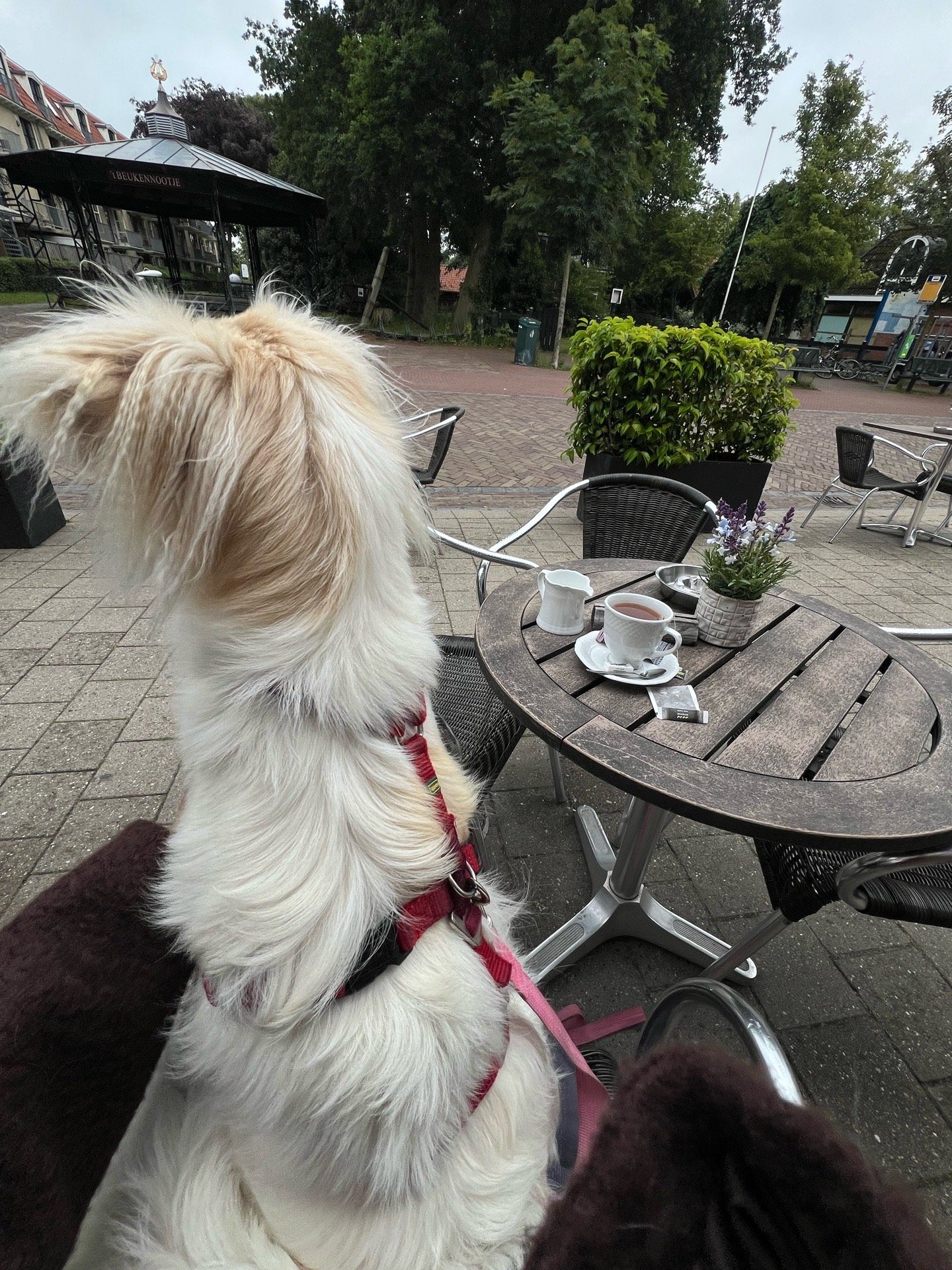 Varja, pet sitter in Groningen , photo 1