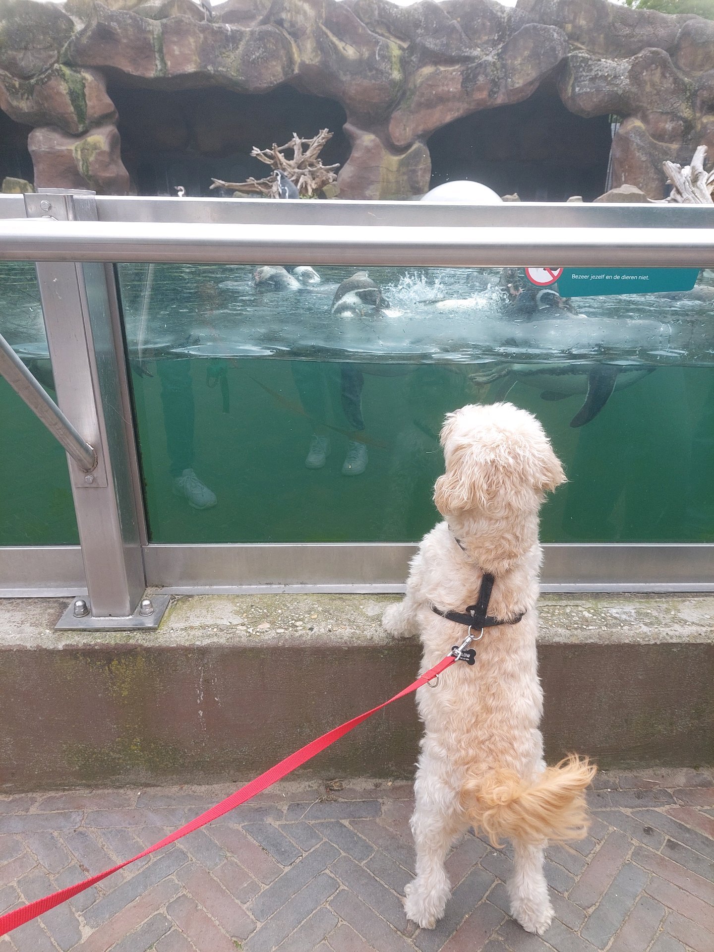 Nadia, pet sitter in Nijmegen, photo 4