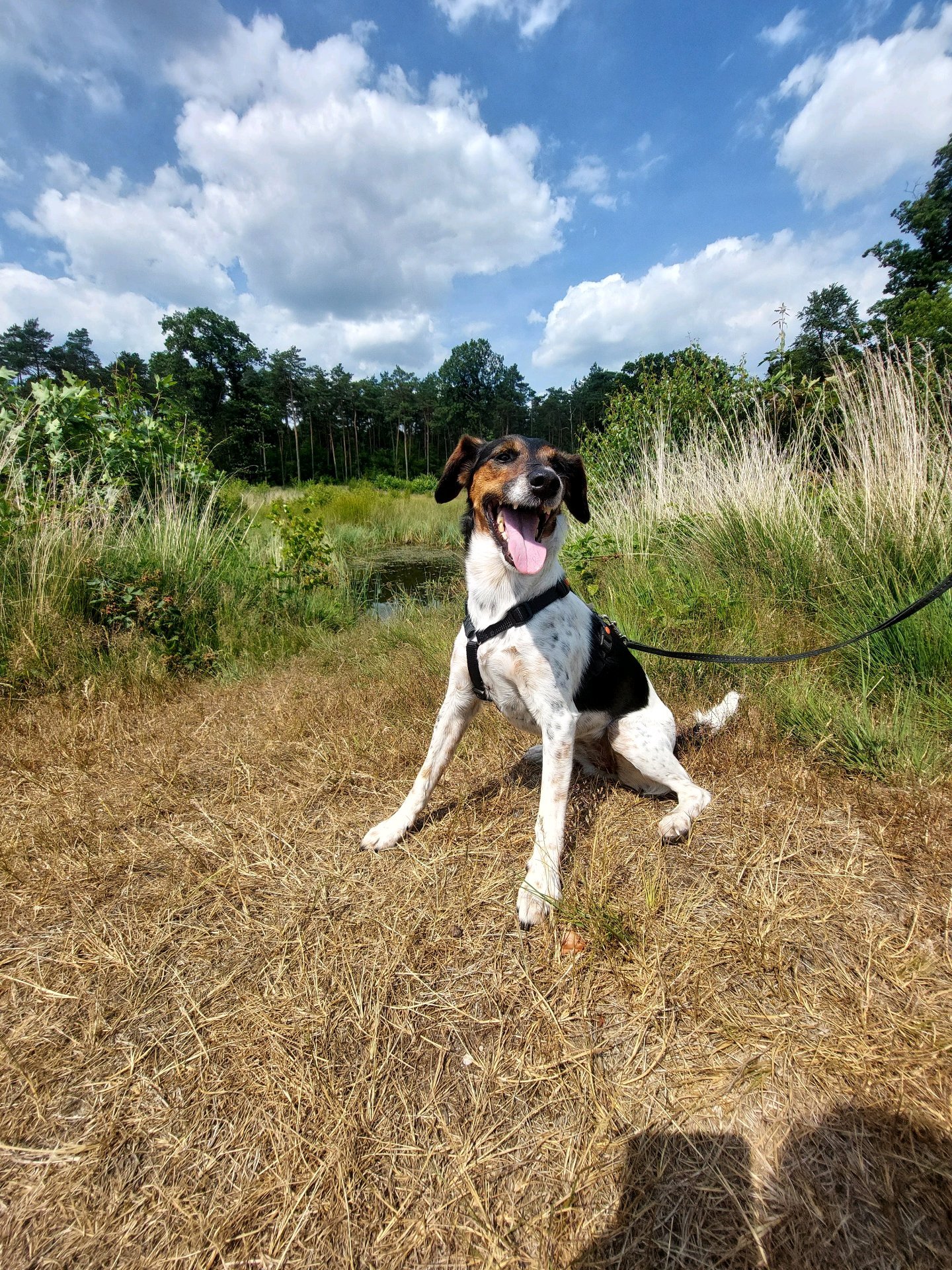 nanda, pet sitter in Nunspeet, photo 4