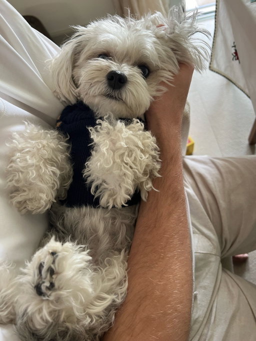 Noah, pet sitter in Amsterdam, photo 5