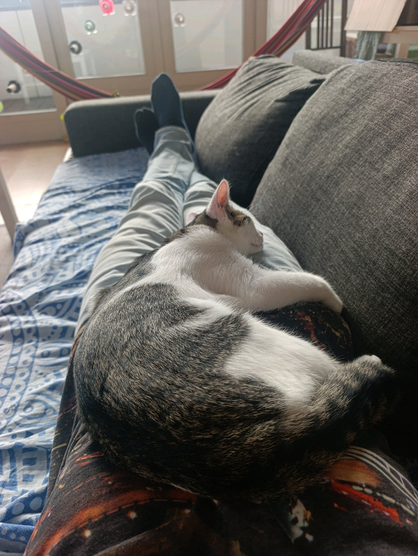 Pedro, pet sitter in Breda, photo 4