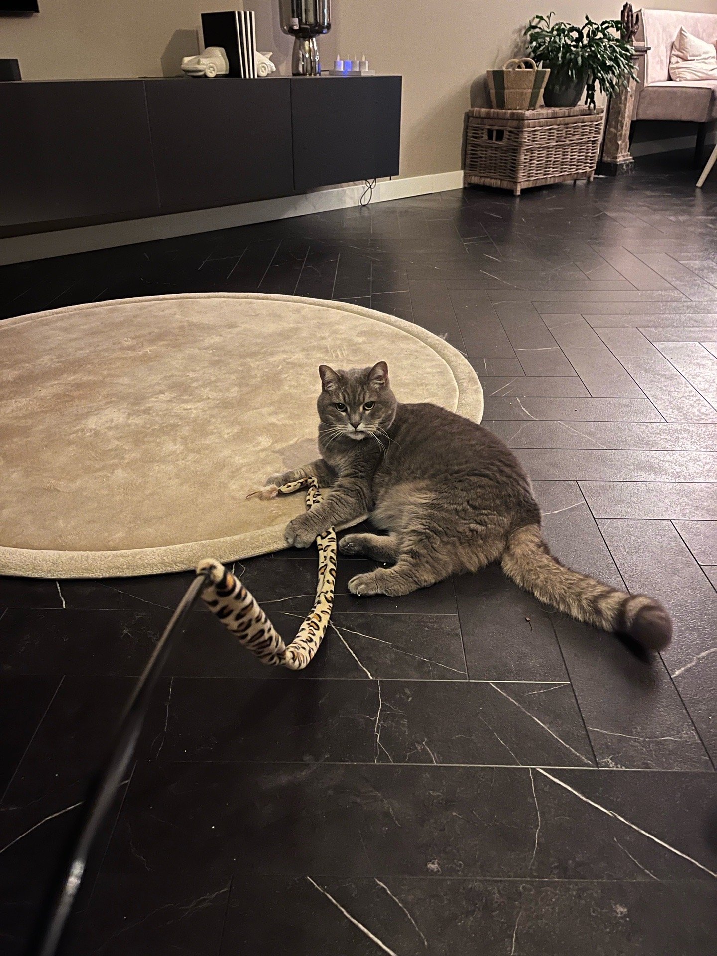 Frederique, dierenoppas in Brielle, foto 4