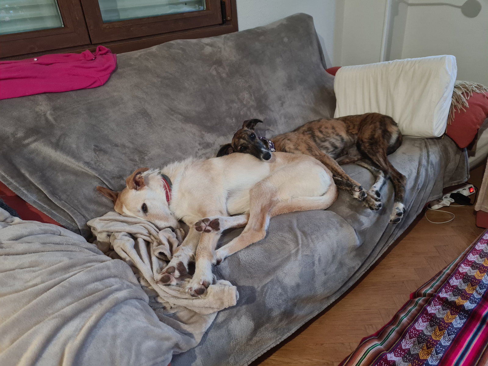 Julia, pet sitter in 's-Gravenhage, photo 1