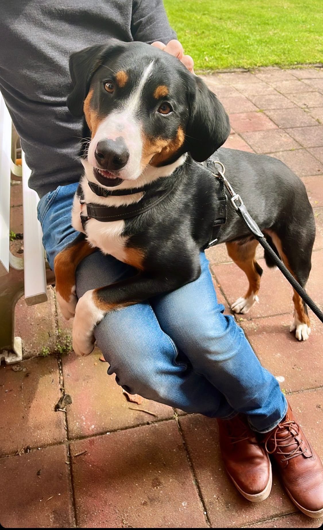 Carel, pet sitter in Amsterdam, photo 1