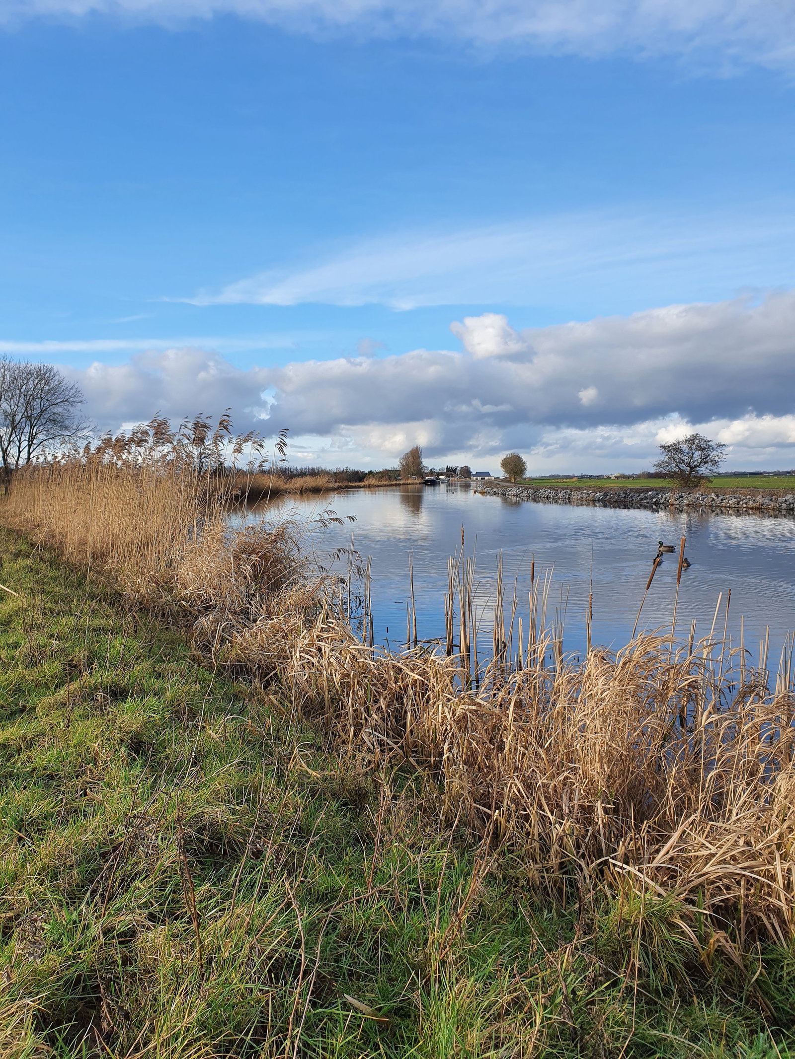 Bram, dierenoppas in Alphen aan den Rijn, foto 1