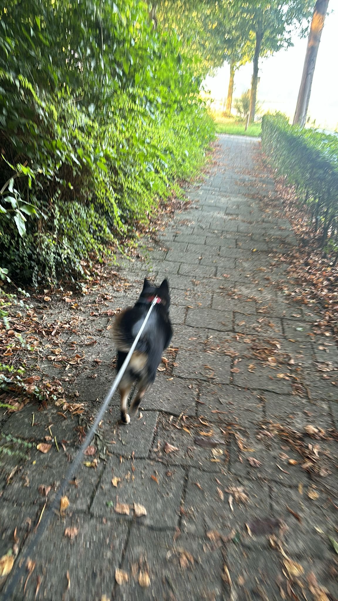 Anne-Kim, pet sitter in Rossum, photo 5
