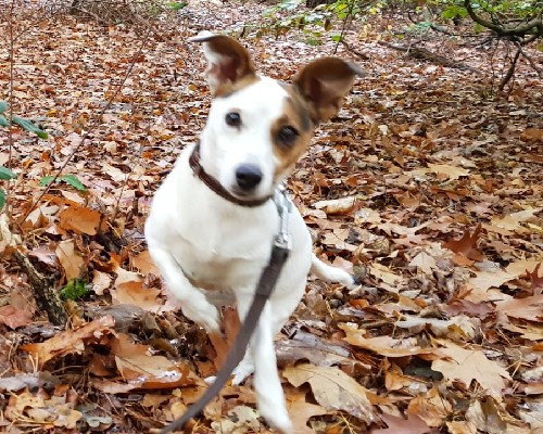 Olivia, pet sitter in Amsterdam, photo 1