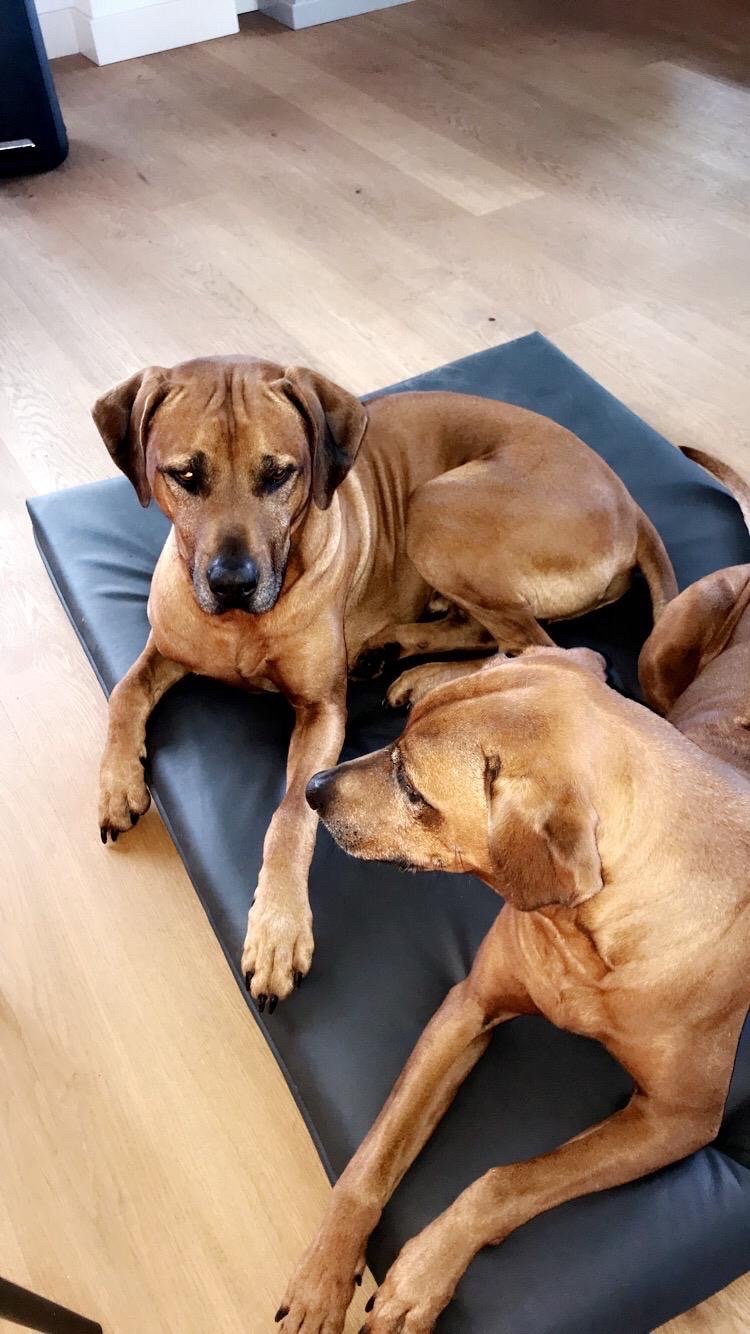 Maartje, dierenoppas in Amsterdam, foto 1