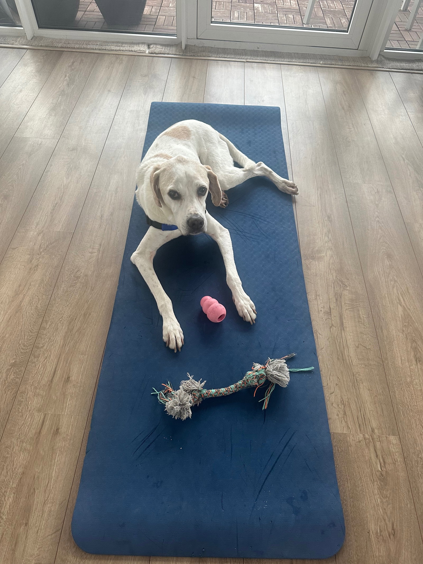 Aliki, pet sitter in Amsterdam, photo 3