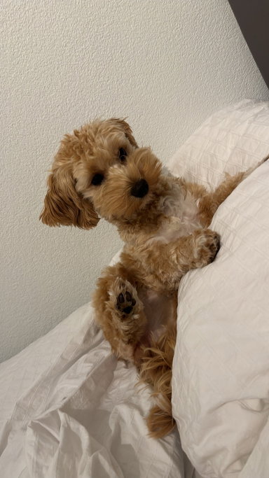 Zoë, pet sitter in Oss, photo 1