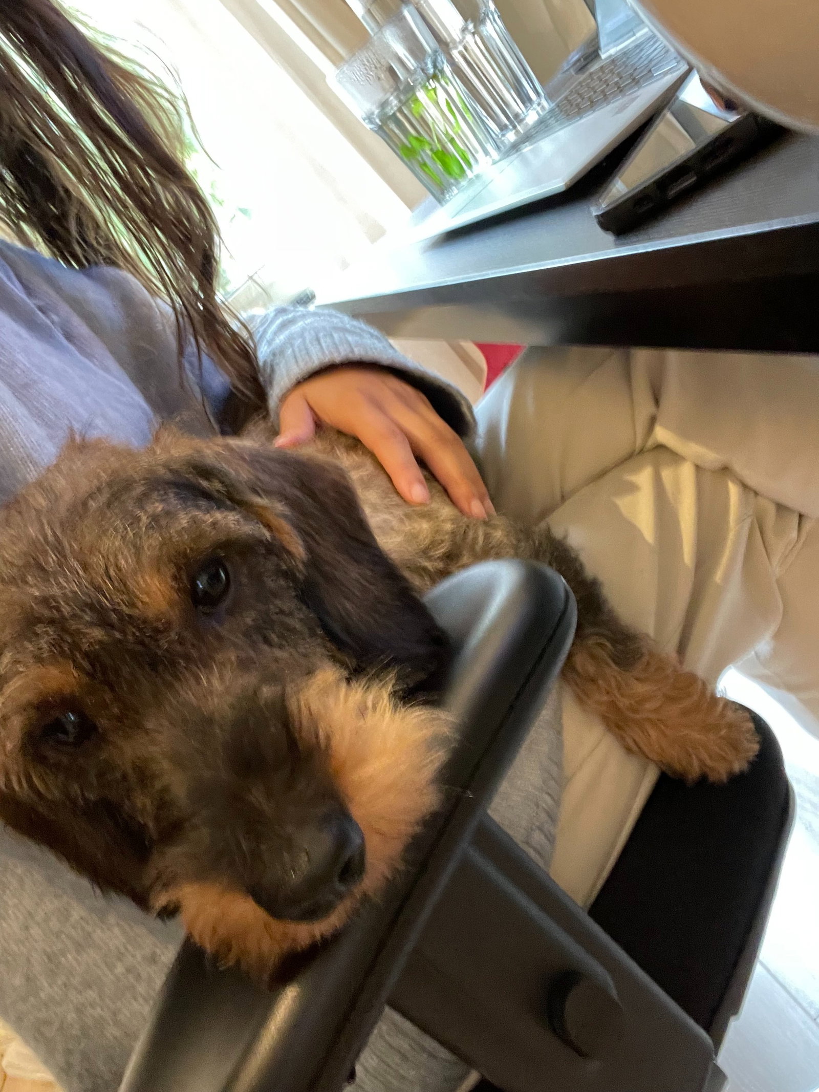 Anne, pet sitter in Amsterdam, photo 2