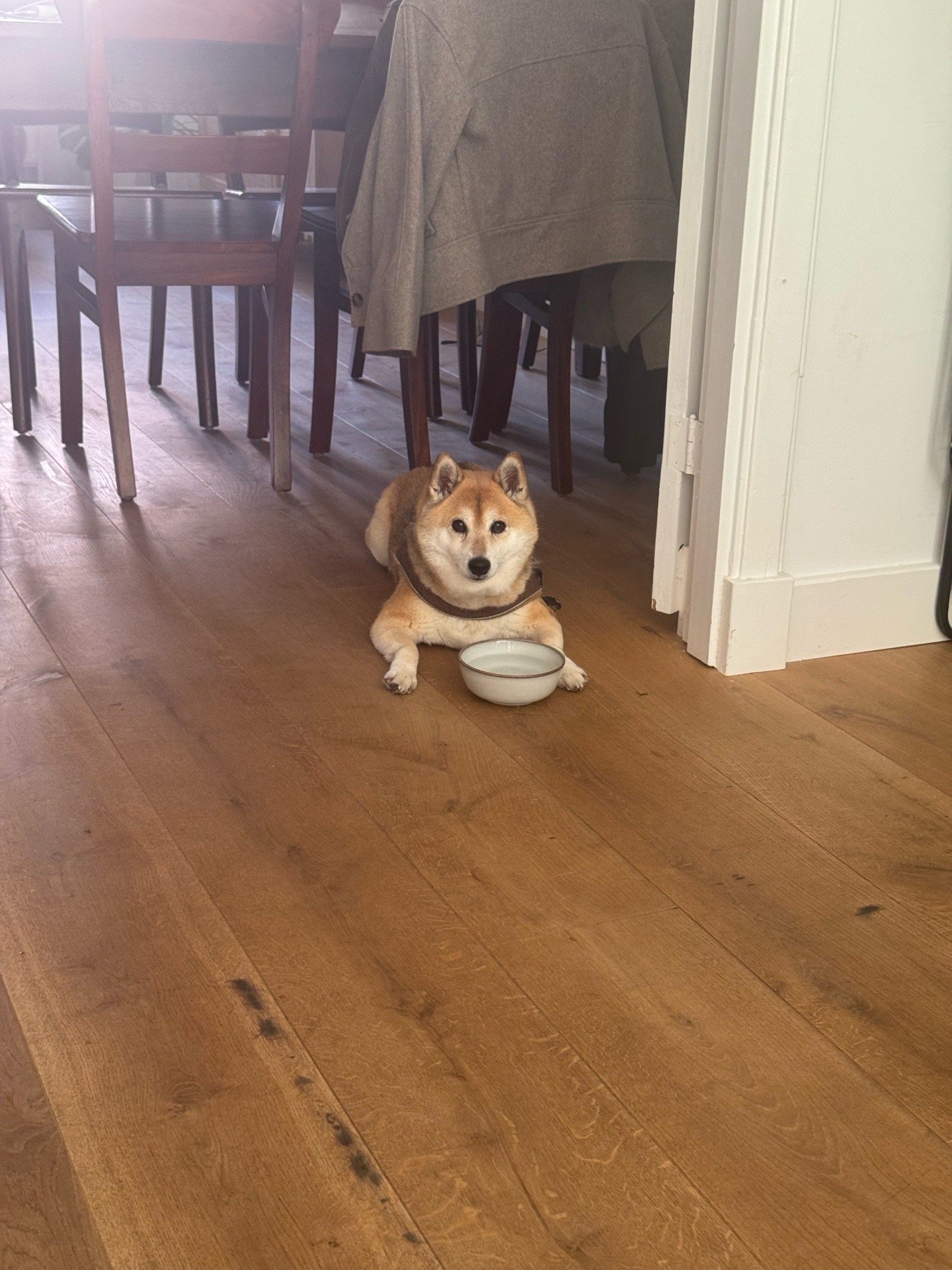 Freya, pet sitter in Amsterdam, photo 5