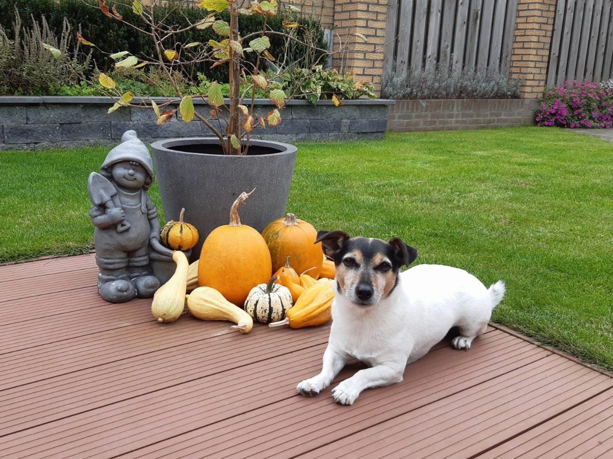Daphne, dierenoppas in Eijsden, foto 1