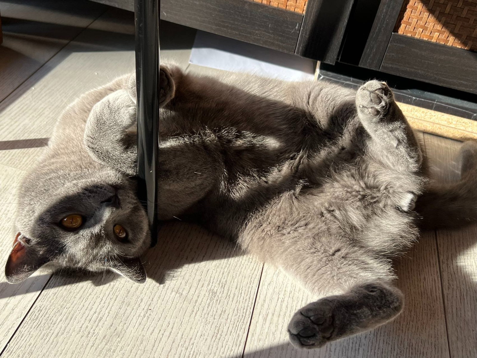 Yuni, pet sitter in Voorburg, photo 5