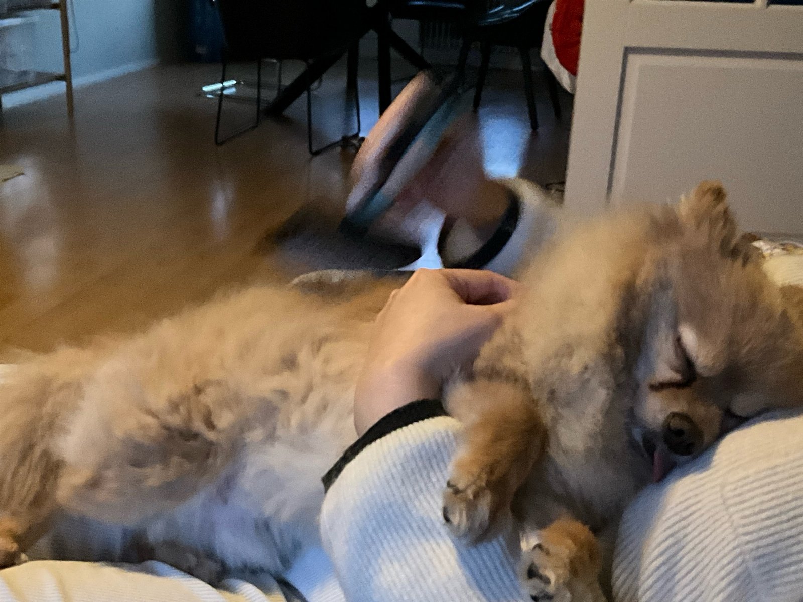 Cindy, pet sitter in Rijswijk, photo 4