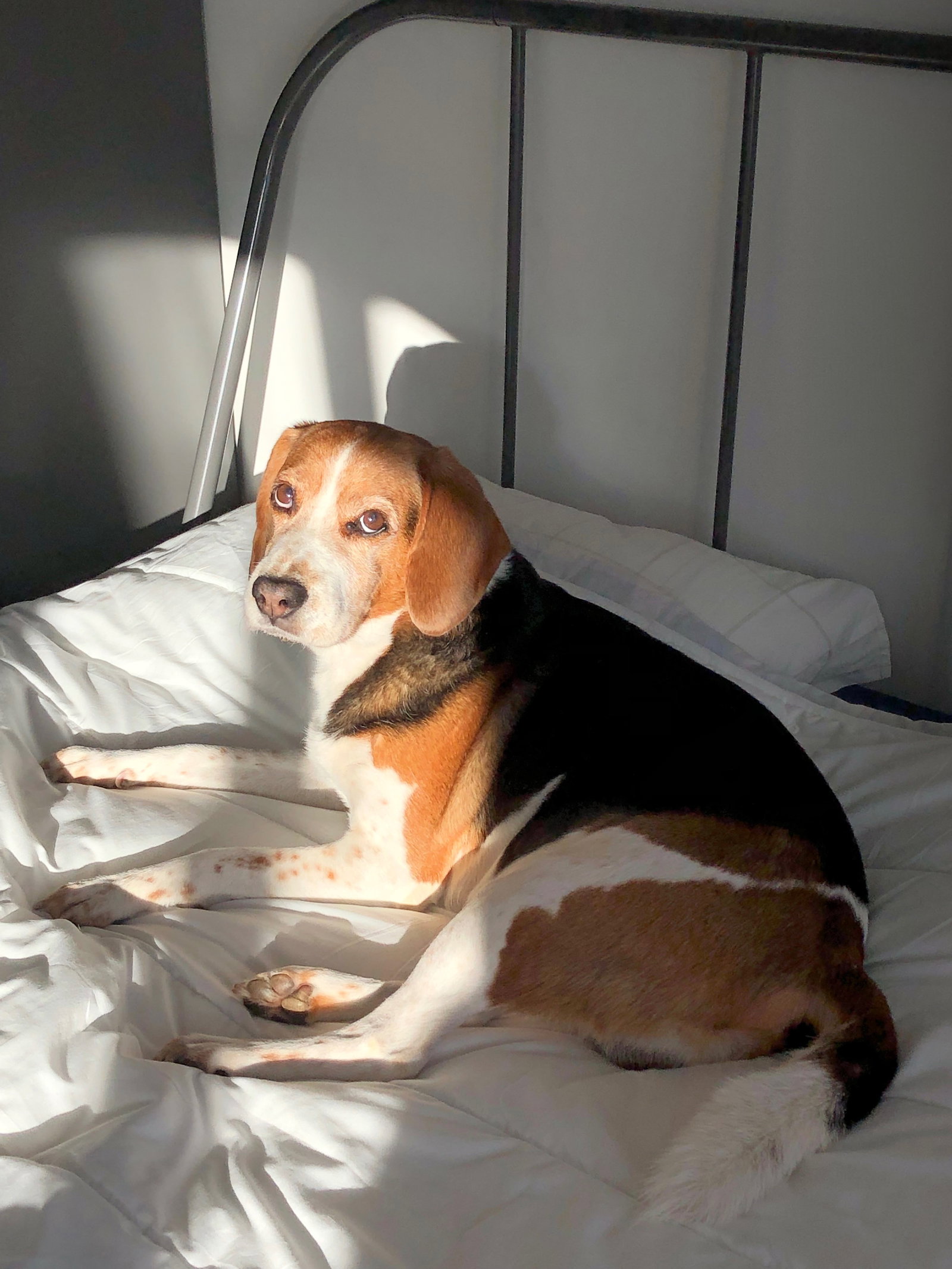Sofia and Tiago, pet sitter in Rotterdam, photo 3