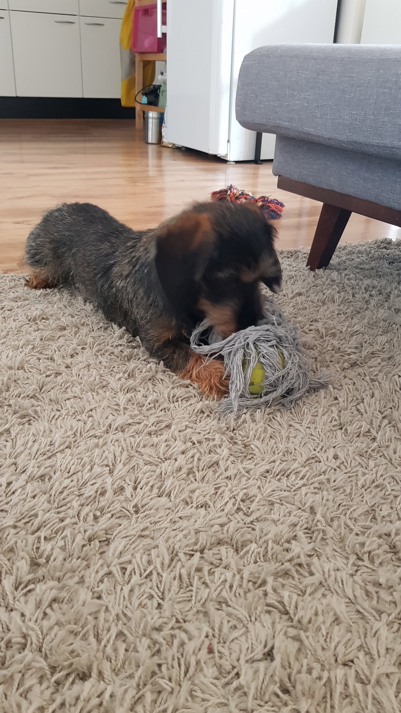 Vanessa & Douglas, pet sitter in Schiedam, photo 4