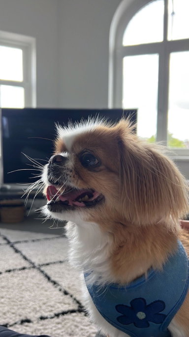 valeria, pet sitter in Amsterdam, photo 3
