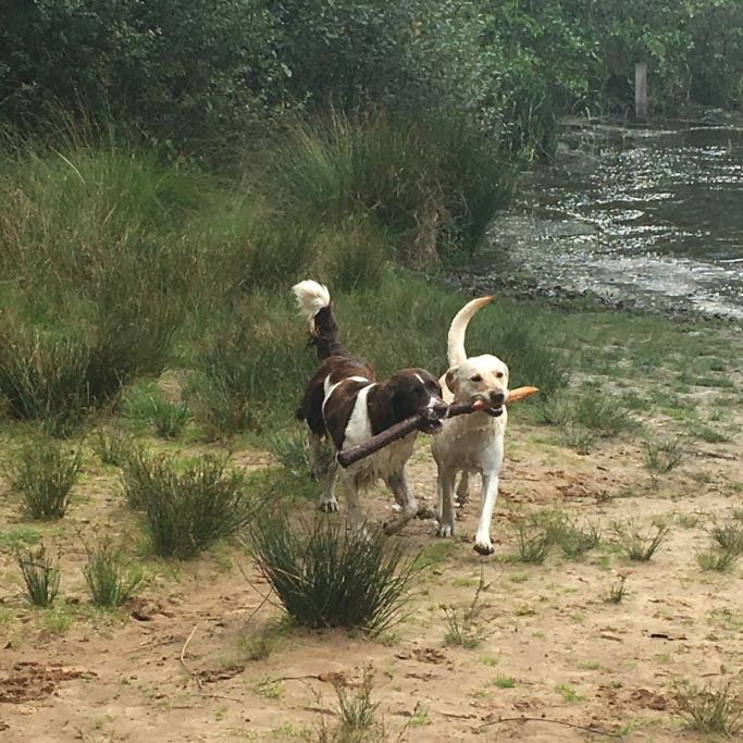 Felice, pet sitter in Amsterdam, photo 3