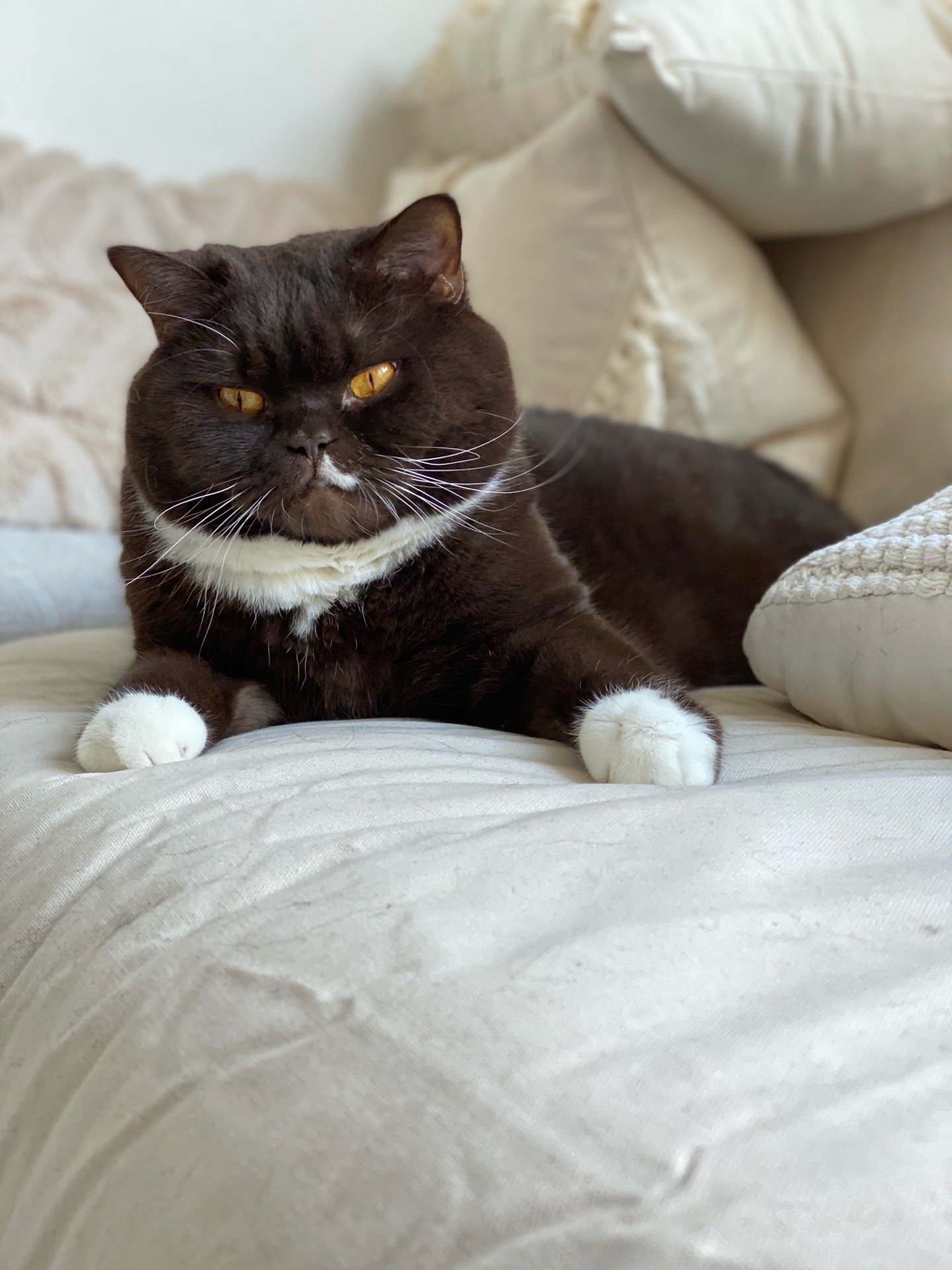 sydney, pet sitter in Zwijndrecht, photo 5