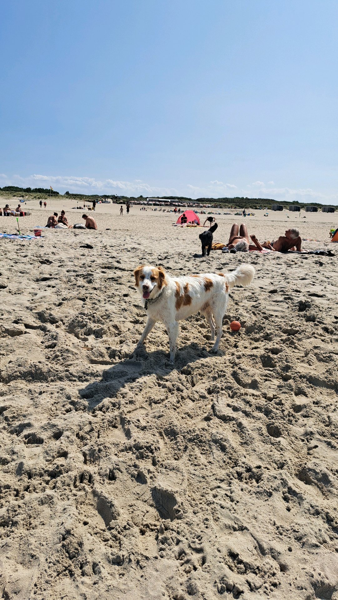 Jill, dierenoppas in Arnhem, foto 4