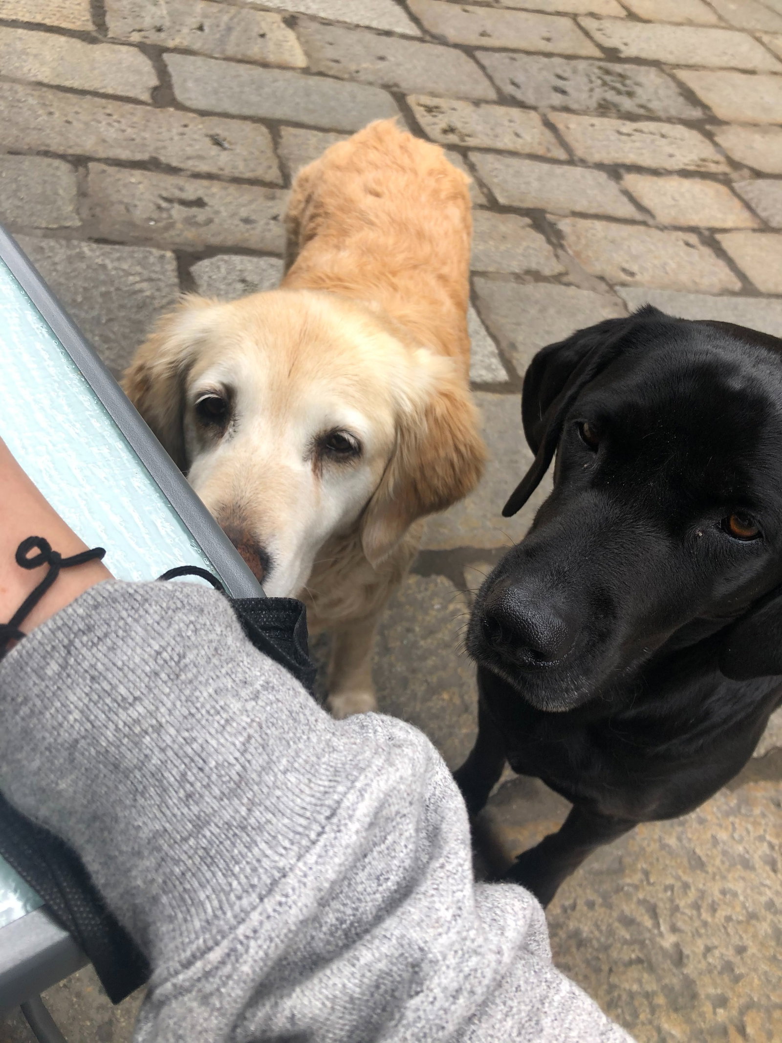 Lea, pet sitter in 's-Gravenhage, photo 2