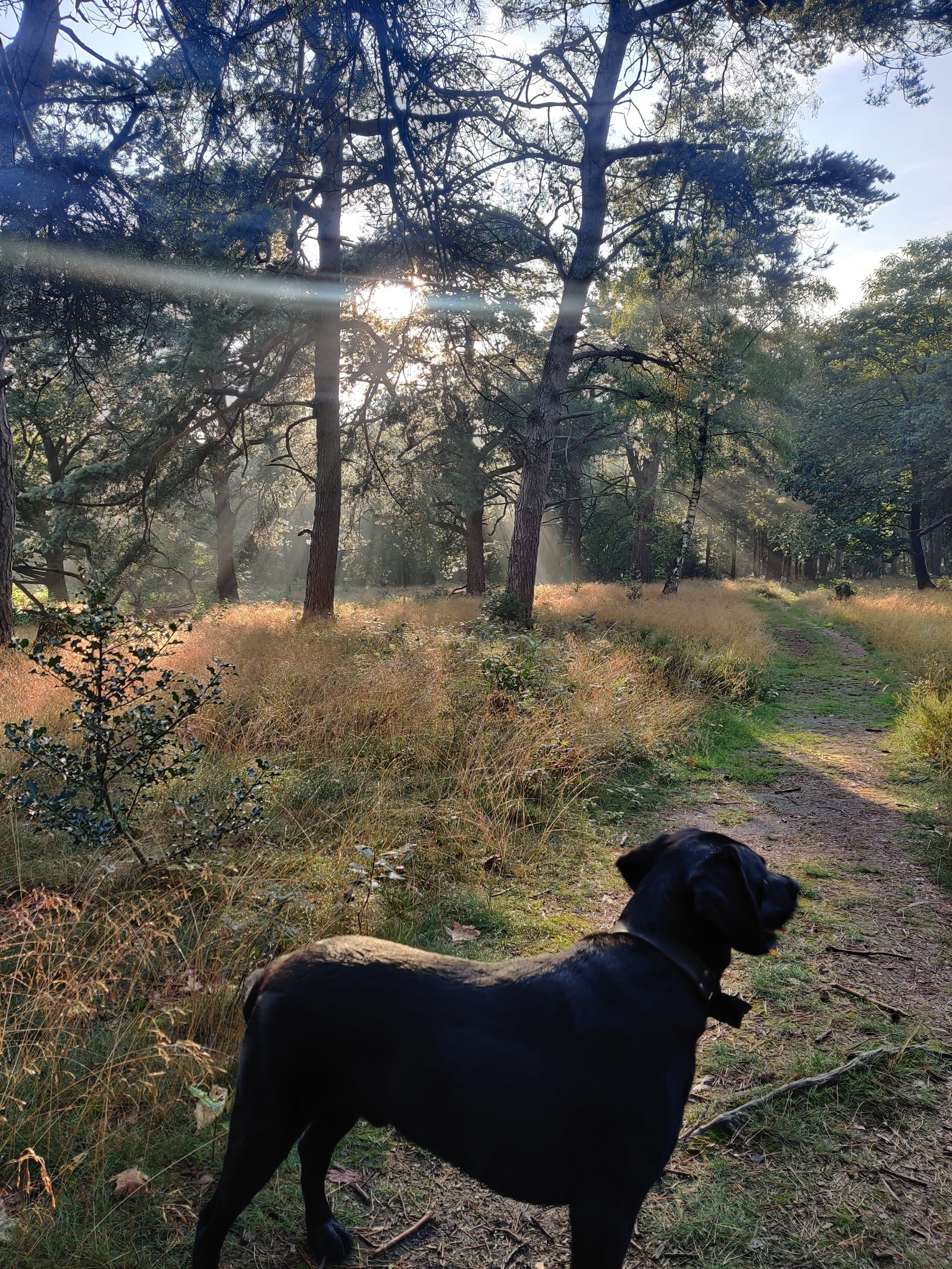 Pamela, pet sitter in Hilversum, photo 5
