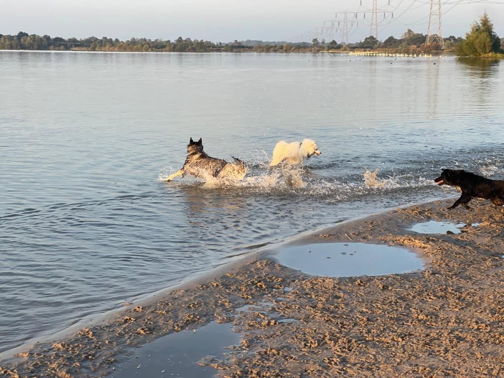 Regina, pet sitter in Nieuwegein, photo 4